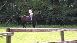 Traber buckelt beim zweiten Testritt der möglichen Reitbeteiligung [upl. by Adnoma]