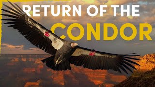 How the Condor Is Reclaiming Its Place in American Wilderness [upl. by Saenihp]