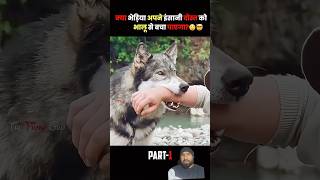 Will the wolf be able to save his friend minivlog explaind shortvideo shorts tiktok [upl. by Sila]