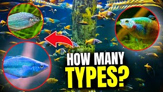 Types of Rainbow Fish Discover the Top 15 Varieties [upl. by Ajram506]