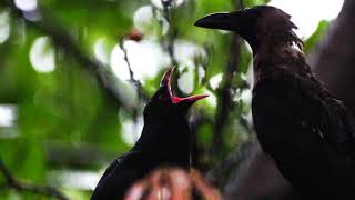 Brood Parasitism  A Crow raising and feeding a Cuckoo Chick [upl. by Skylar]