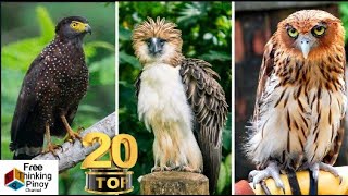 AGILA KUMAKAIN NG UNGGOY  20 Species of Birds of Prey in the Philippines [upl. by Fiorenze693]