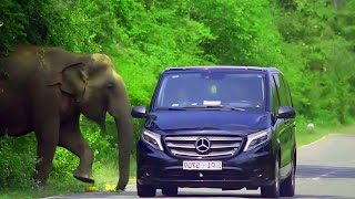 Elephants on the Attack Vehicles Targeted for Food in Wild Encounter [upl. by Ronel]