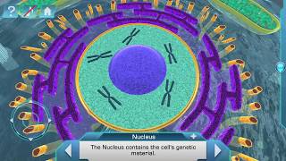 Célula eucariota en 3D para Android e iOS [upl. by Feilak934]