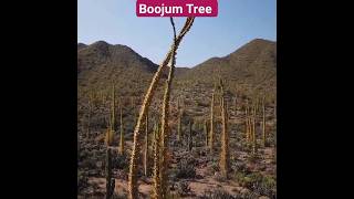 All About Unusual Boojum Trees youtubeshorts youtube ytshorts [upl. by Tigges384]