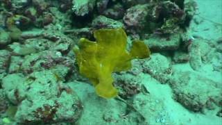 Giant Frogfish Peurto Galera Philippines [upl. by Cherry480]