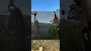 ⭐46🐟 Fishing Planet  Unfassbar Einzigartiger LangflossenStachelwels am Haken 🐟💥 shorts [upl. by Earezed]