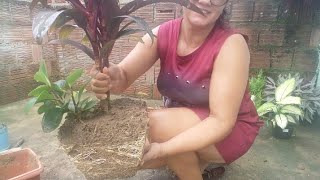 mudando a minhas plantas [upl. by Rattan]