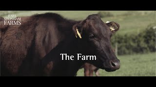 Our passion for UK Full blood Wagyu at Earl Stonham Farms [upl. by Albie591]