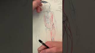 The Aesthetic Harmony of the Myoid Process amp Mastoid Groups figureanatomy anatomydrawing anatomy [upl. by Oidgime991]