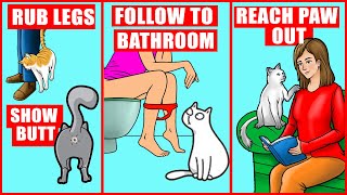 10 Odd Cat Behaviors Explained [upl. by Elimac]