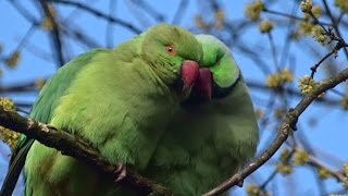 Een paartje knuffelende Halsbandparkieten Vondelpark Amsterdam [upl. by Patric682]