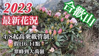 2023合歡山杜鵑花季最新花況！原來粉絲都來到神秘幽雅的小奇萊步道😊2023413 vlog [upl. by Cirad]