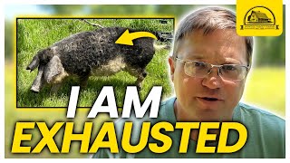 I Am Exhasuted Watch This Before Raising Mangalitsa Pigs [upl. by Alverson]