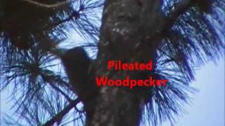 Pileated Woodpecker vs Tree [upl. by Lewes]