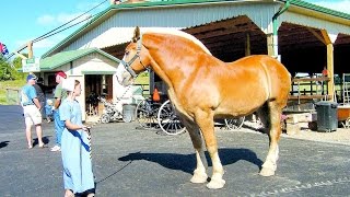 The Hershberger Farm  Charm Ohio USA [upl. by Anelrahc]