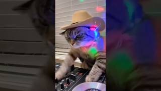 Cats Musical night dance dancechallenge cute kpop foryou transition squadgoals trending [upl. by Delcine500]