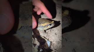 Frog catching laughter  catching toads and frogs funny  funny bullfrog  tep longheng funny [upl. by Easlehc]