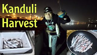 SEA CATFISH HARVEST  D3 DUBAI FISHING SPOT Ep12 [upl. by Suhcnip]