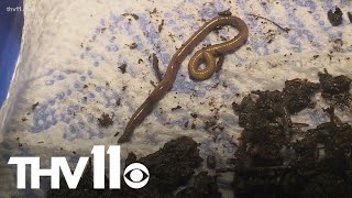 Invasive earthworm could stir trouble in Arkansas [upl. by Crooks]