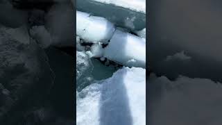 Playful Bowhead Whale Sprays POV with Water [upl. by Festatus63]