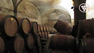 Visita Celler Cal Pla  1ª parte wwwenoguiacat [upl. by Eseerahs]