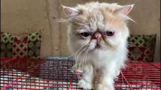 Cat video fancy Billihashirvlogscat [upl. by Moise]