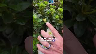 Why Reblooming Azaleas Are a Great Idea shorts azalea planting [upl. by Sahc486]