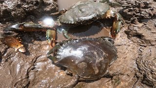 GIANT MUD CRAB Catching  Catching Alimango Under Mangroves tree  Find Giant Mud Crab In Holes [upl. by Elleinad969]