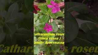 Vinca Periwinkle Medicinal Uses  Sadabahar Health Benefits सदाबहार के फायदे medicinalplants [upl. by Delanos]