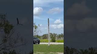 Osprey Flight osprey raptors birdphotography adventure [upl. by Knowles323]