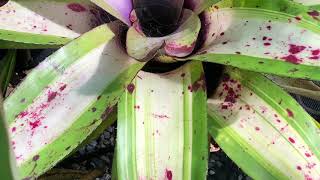 BROMELIAD NEOREGELIA with NAMES [upl. by Llig147]