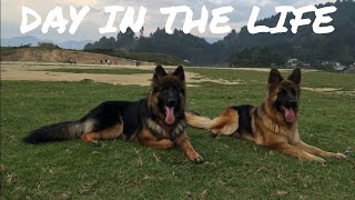 Day in the Life of a German Shepherd  11 months old Long Coat GSD [upl. by Spitzer868]