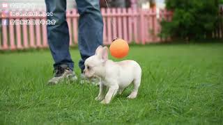 【愛微笑法國鬥牛犬舍】20241030拍攝法國鬥牛犬French Bulldog奶油母幼犬 [upl. by Groark741]