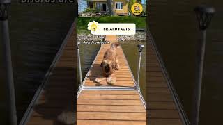 Briard Facts shorts briard dogfacts factsvideo [upl. by Renata]