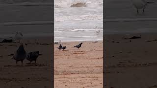 Pigeons sanderlings and black headed gull [upl. by Ahsieyn761]