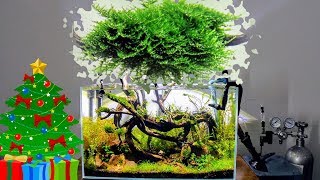 Mini Christmas Moss  Care Guide  Aquascaping [upl. by Ait]