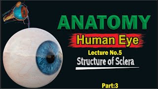 Sclera  Anatomy of Sclera  Structure of Sclera  Composition of Sclera  Made easy  Top lesson4u [upl. by Michel379]