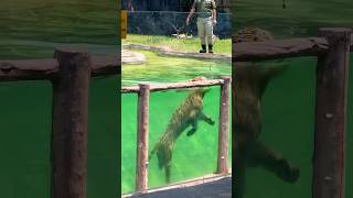 A tiger’s swimming skills tigers animaltiger animalshorts tiger [upl. by Niknar]