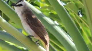 Yellowvented Bulbul  Bird Sound [upl. by Dorette]