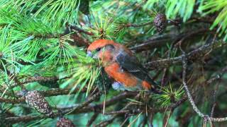 Parrot Crossbill in Essex [upl. by Anasor]