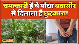 Piles Treatments खांसीजुकाम का जनि दुश्मन है कुकरौंधा का पेड़ जानें इसके फायदे local18 [upl. by Handel]