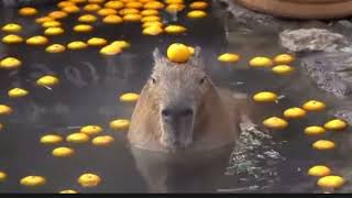 capybara song ok i pull up [upl. by Klatt]