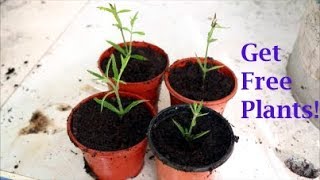 How to Take Verbena Cuttings [upl. by Amaryl786]