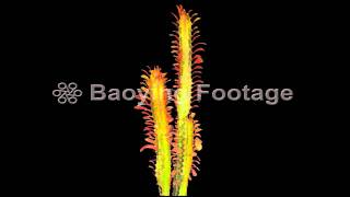 10206 P0212sn 多肉植物 Succulents 彩雲閣 Euphorbia trigona STLTmov [upl. by Ashley]