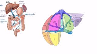 Portal hepatic system portal vein [upl. by Bertasi]