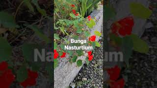 Bunga Nasturtium  Tropaeolum Majus warna merah dan kuning [upl. by Enitsirhk]