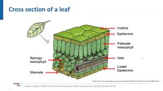 Plant vs Virus Comparative analysis of single TuMVinfected microdissected plant cells [upl. by Samul]