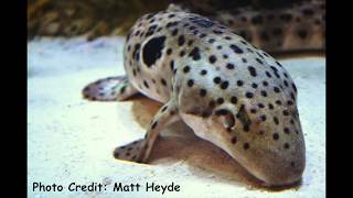 The Epaulette Shark aka The Walking Shark [upl. by Root]