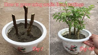 How to grow Ming aralia from cuttings fast and easy [upl. by Nauaj]